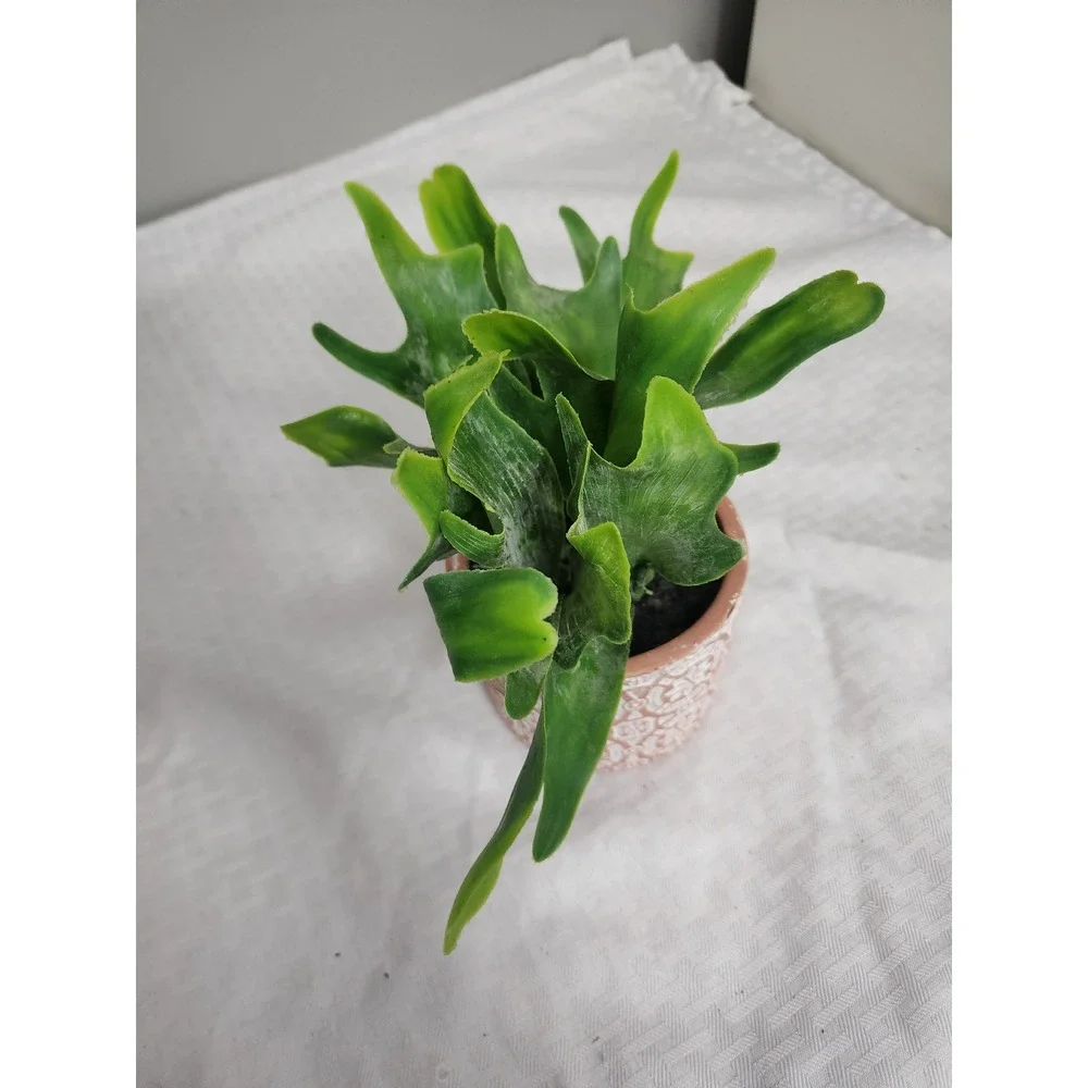 Artificial Staghorn Fern Faux Plant in Embossed Boho Ceramic Pot Green Terracott